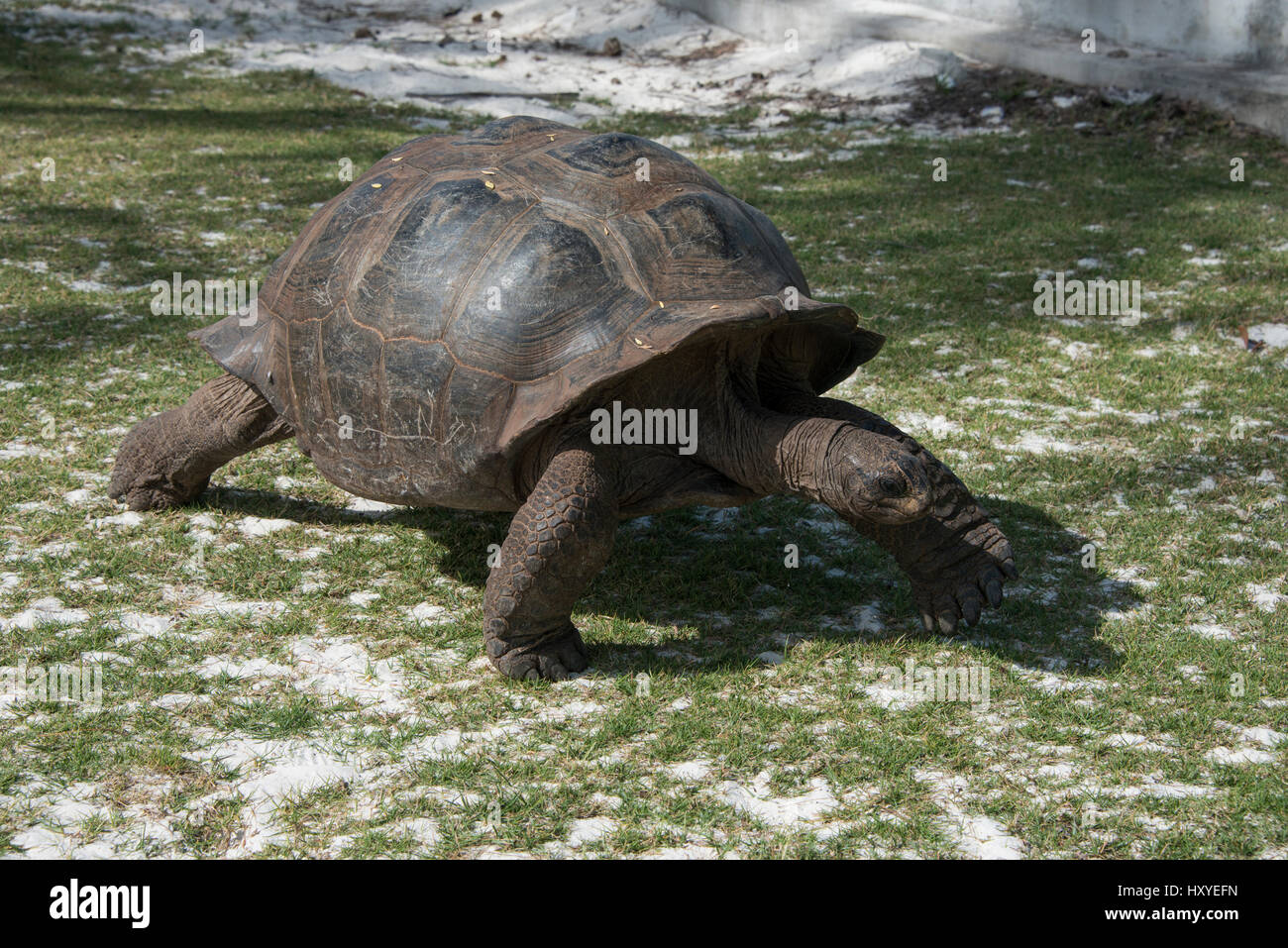 Seychellen, Indischer Ozean, Aldabra-Atoll, Picard Insel aka West Island. UNESCO. Aldabra Riesenschildkröte (Wild: Aldabrachelys Gigantea) Stockfoto