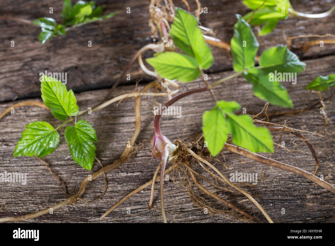 Gewöhnlicher Giersch, Ernte, Ernten, Kräuter Sammeln, Kräuterernte, Geißfuß, Junge, Zarte Blätter Und Wurzel, Wurzeln Im Frühjahr Vor der Blüte, Aegop Stockfoto