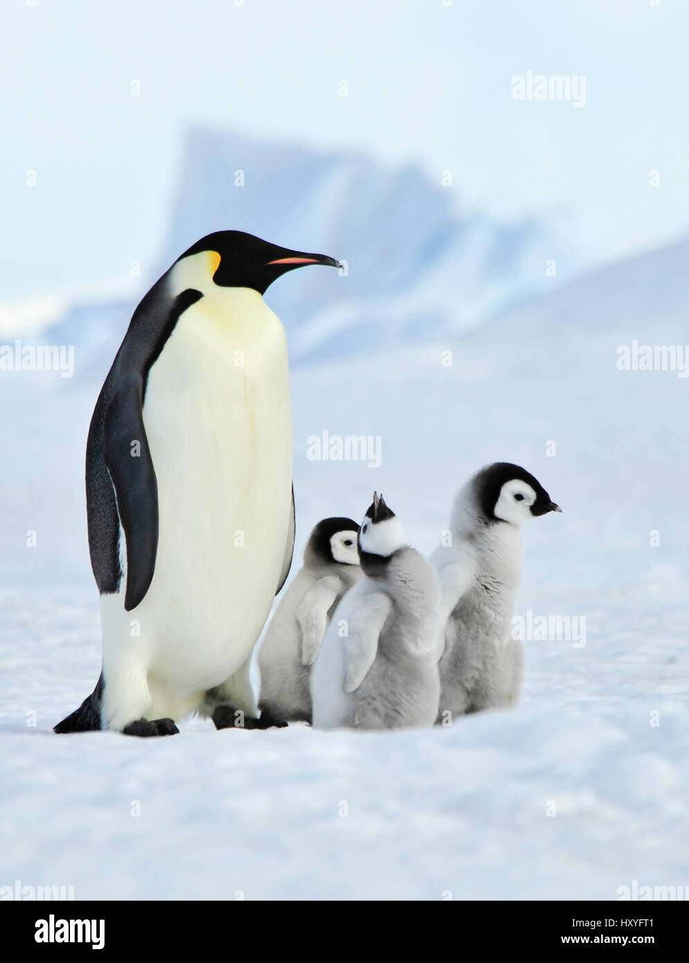 Kaiserpinguine mit Küken Stockfoto