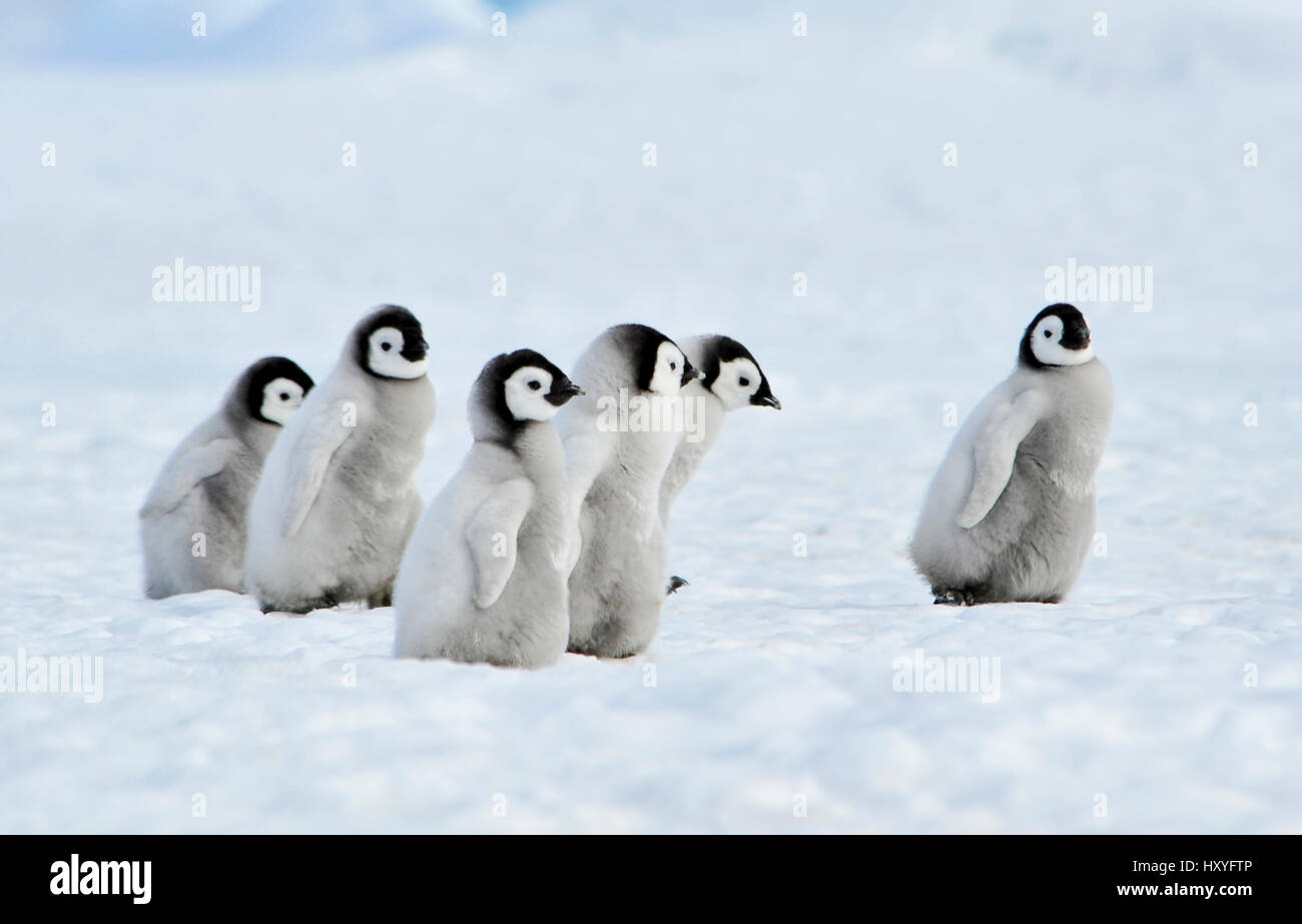Kaiserpinguine Küken Stockfoto