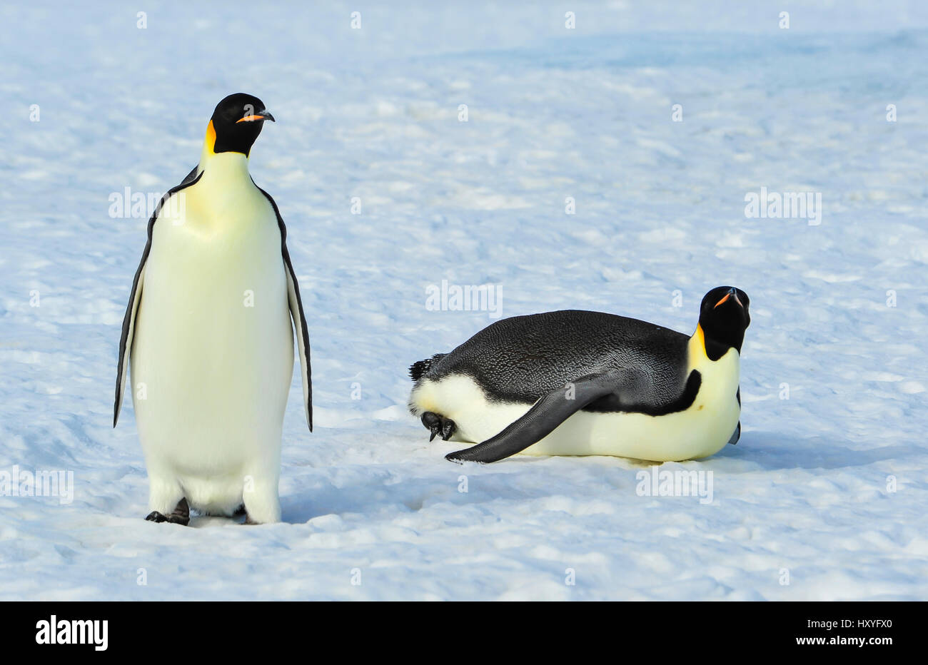 Zwei Kaiserpinguine auf dem Schnee Stockfoto