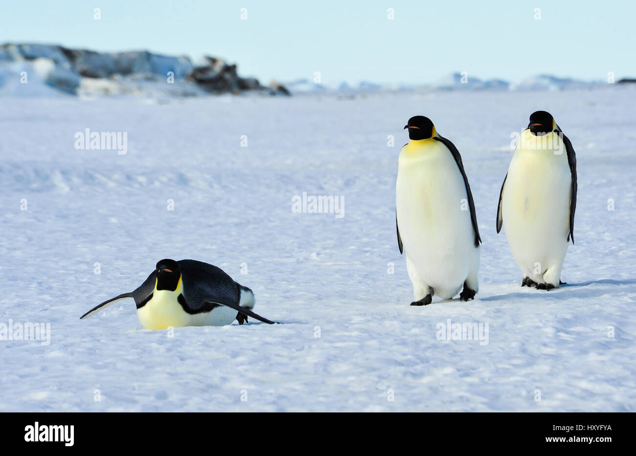 Drei-Kaiser-Pinguine auf dem Schnee Stockfoto