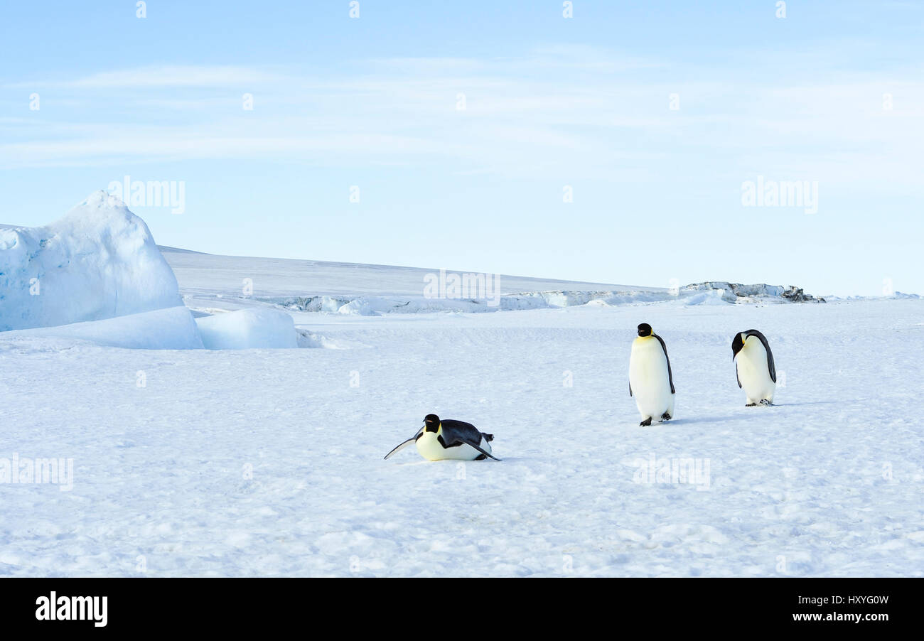Drei-Kaiser-Pinguine auf dem Schnee Stockfoto