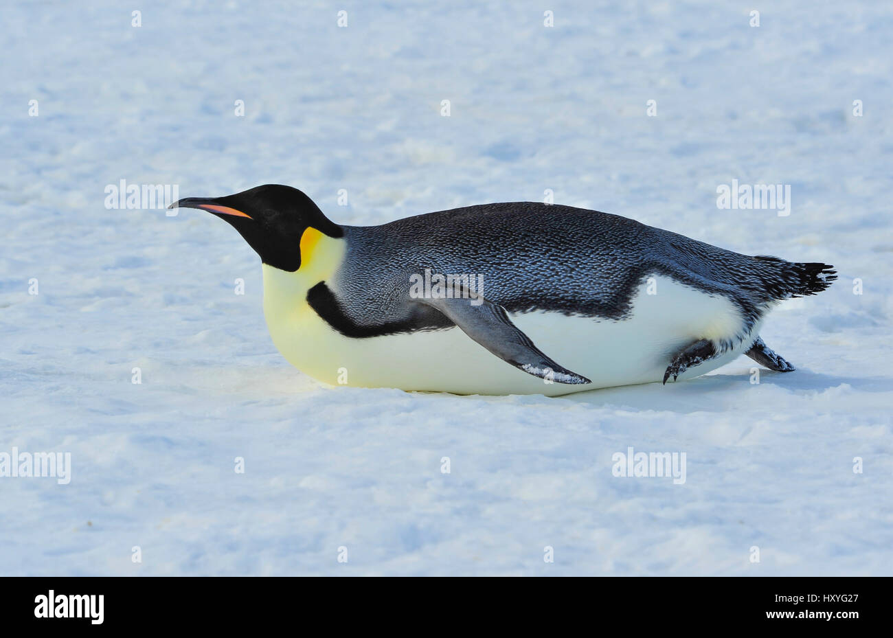 Kaiser-Pinguin auf dem Schnee Stockfoto