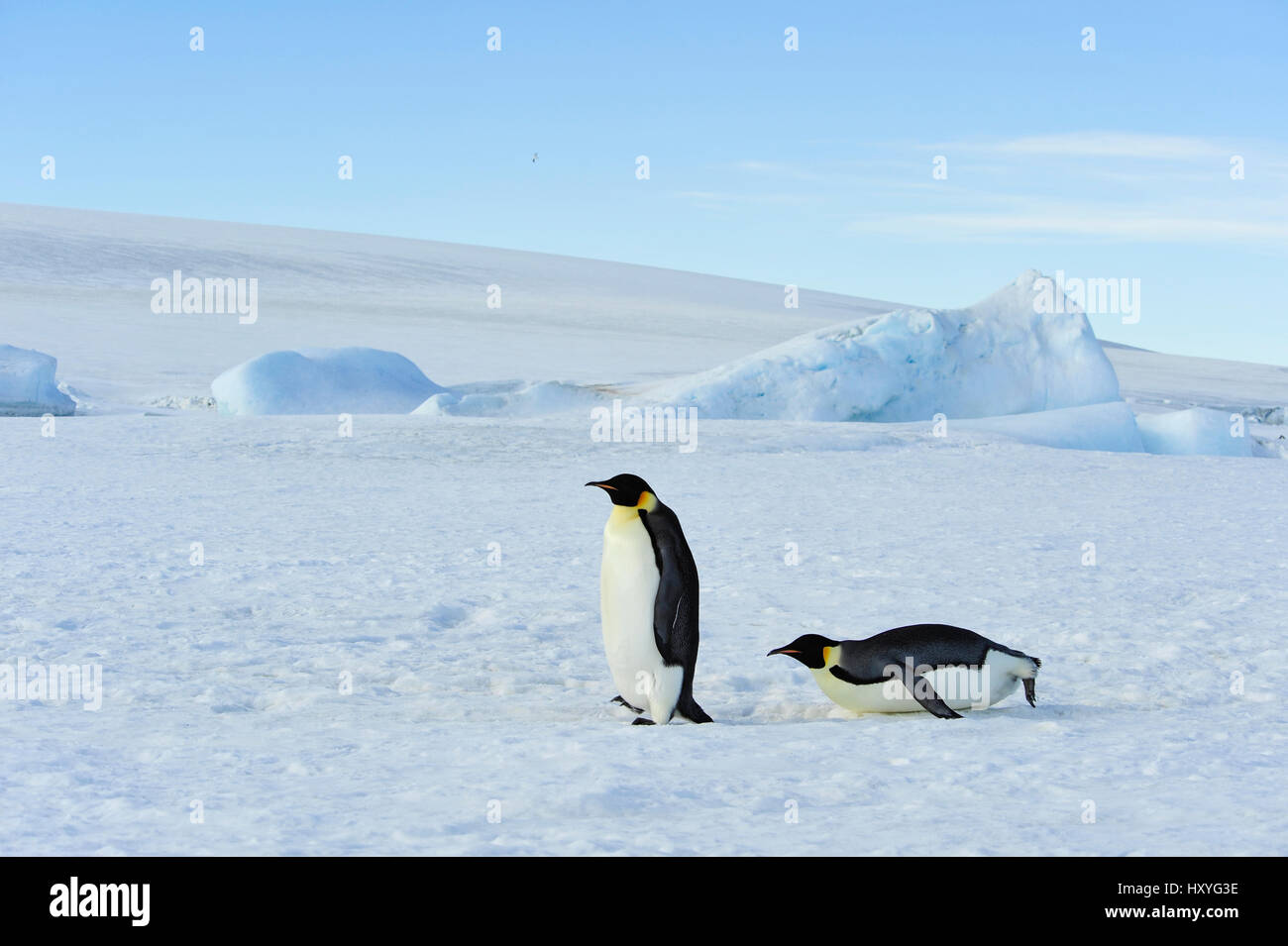 Zwei Kaiserpinguine auf dem Schnee Stockfoto