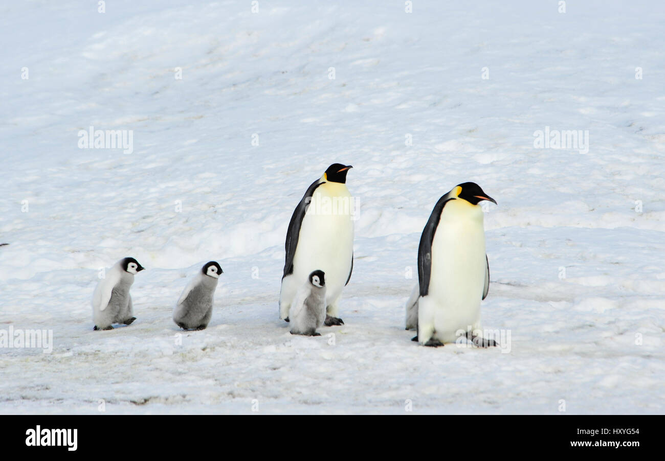 Kaiserpinguine mit Küken Stockfoto