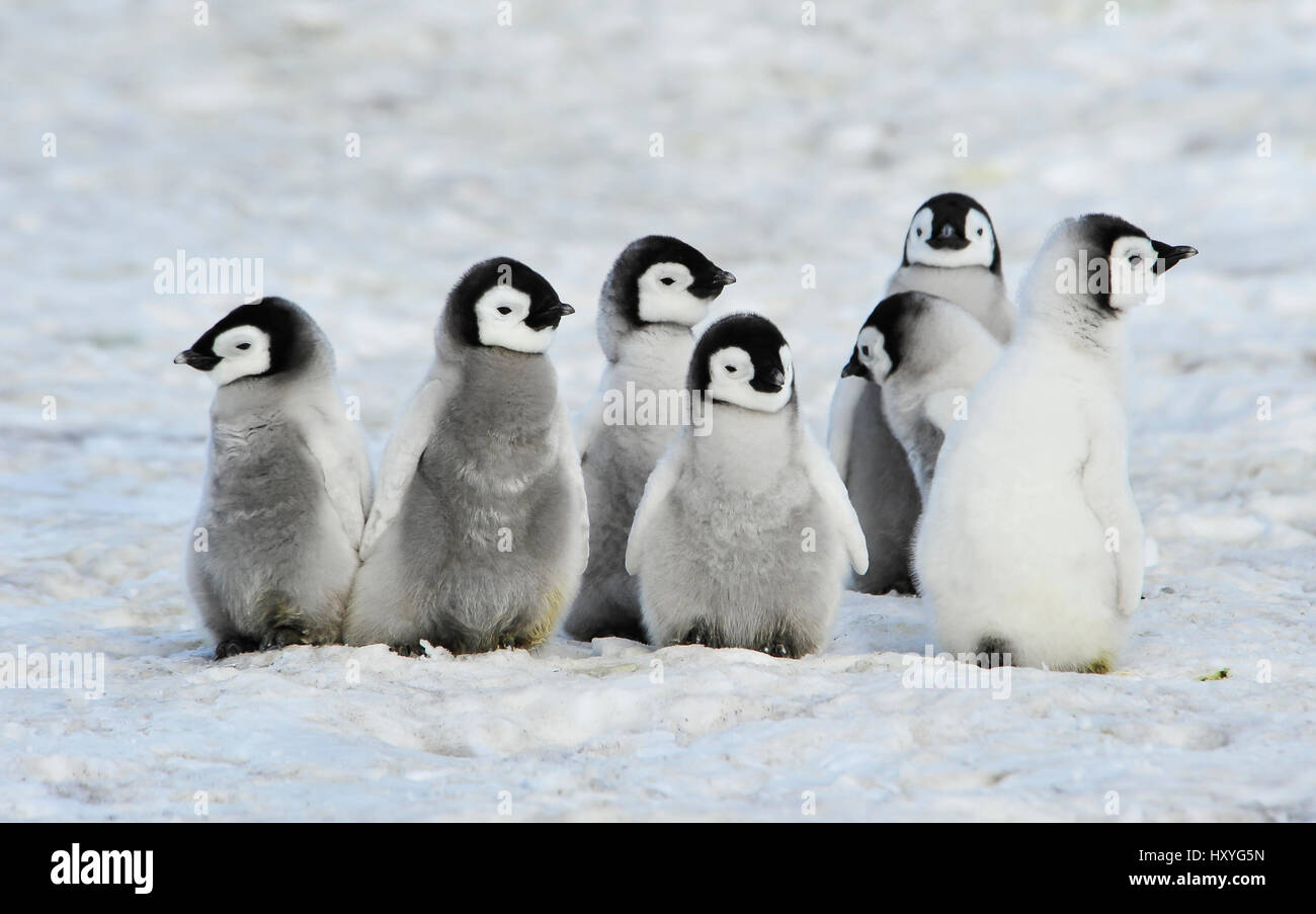 Kaiserpinguine Küken Stockfoto