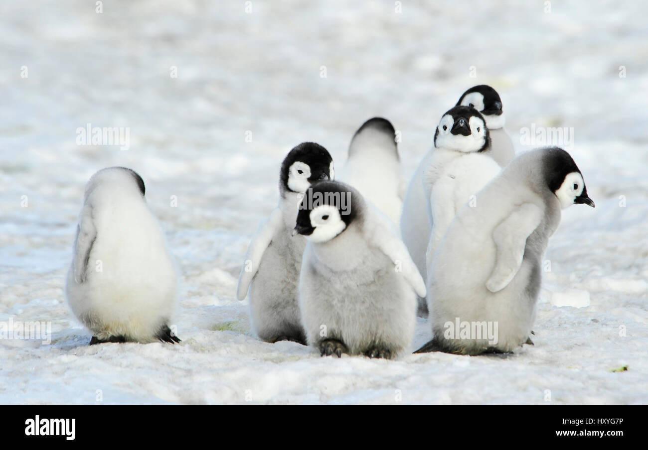 Kaiserpinguine Küken Stockfoto
