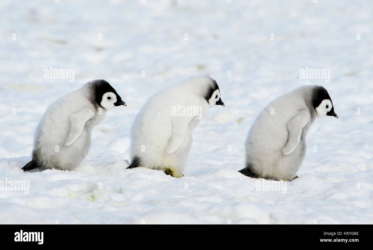 Kaiserpinguine Küken Stockfoto