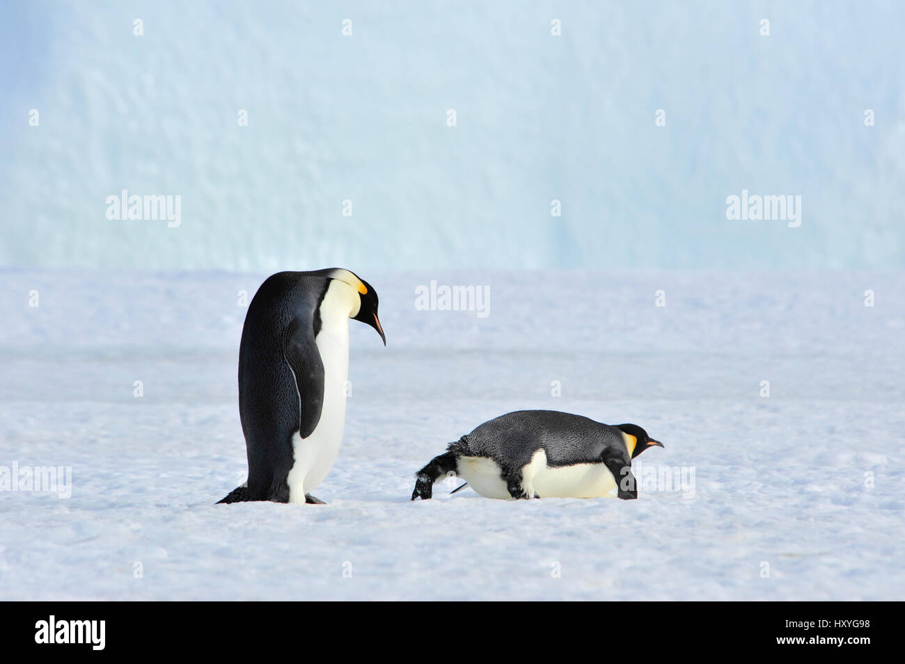 Zwei Kaiserpinguine auf dem Schnee Stockfoto