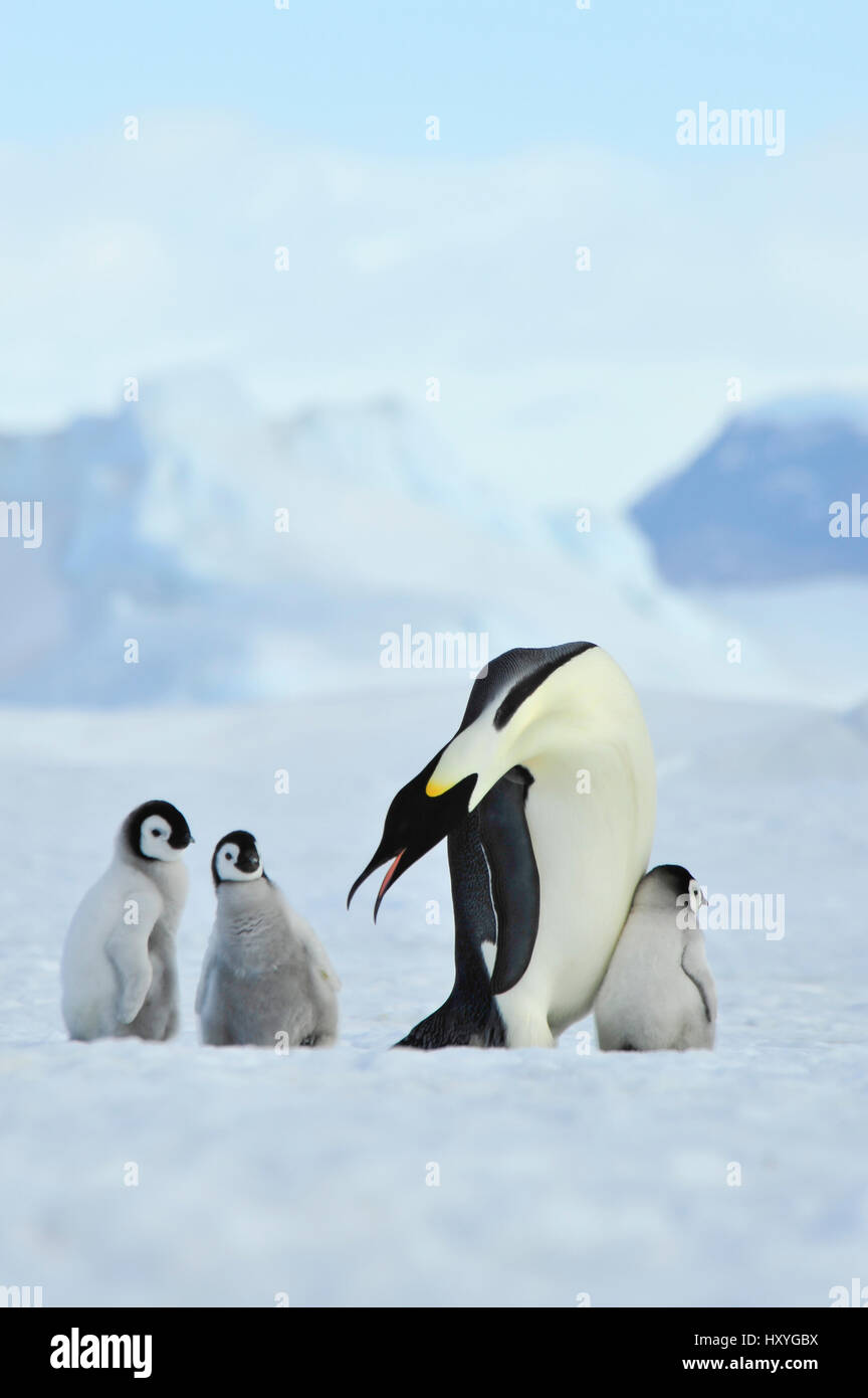 Kaiserpinguine mit Küken Stockfoto