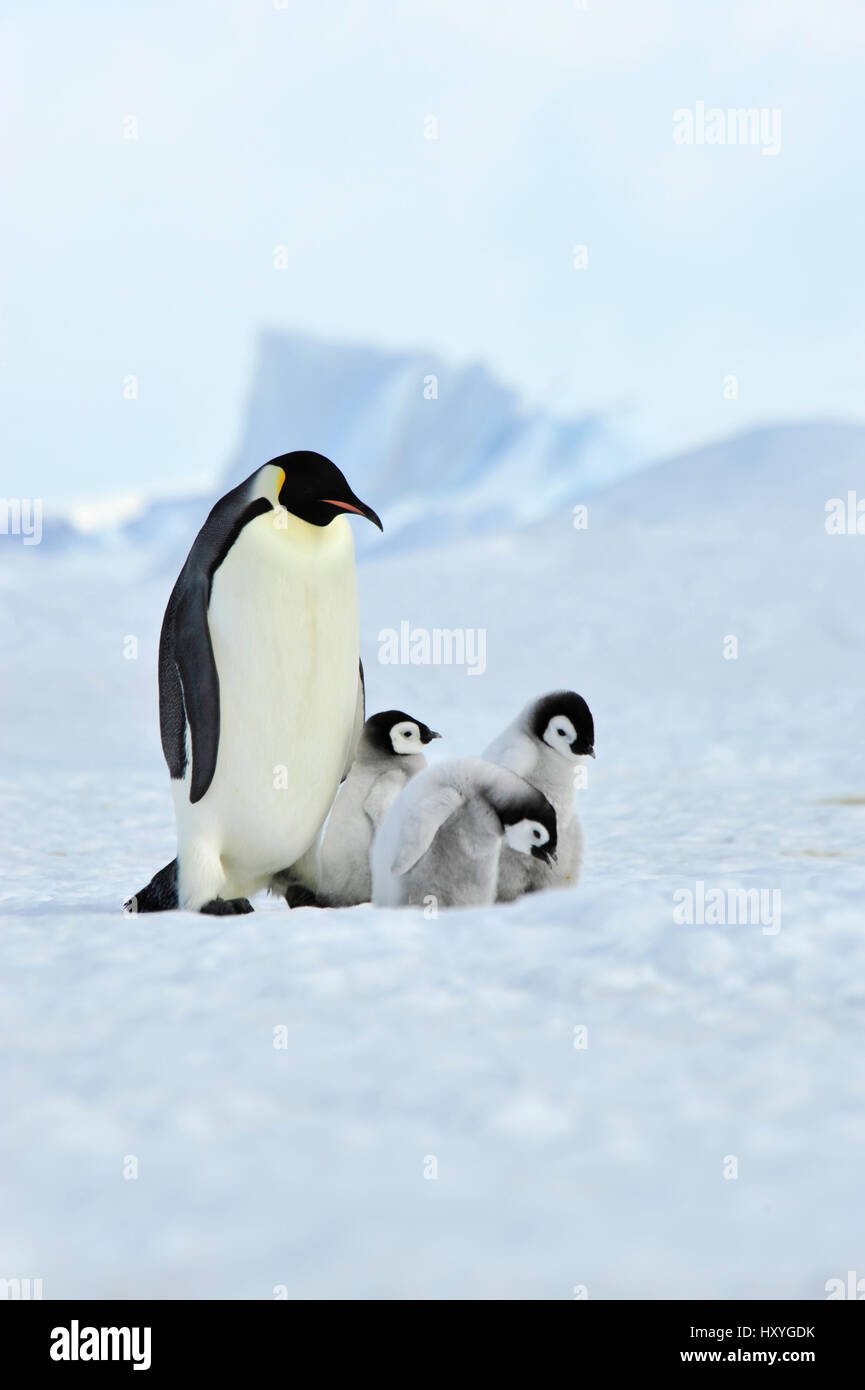Kaiserpinguine mit Küken Stockfoto