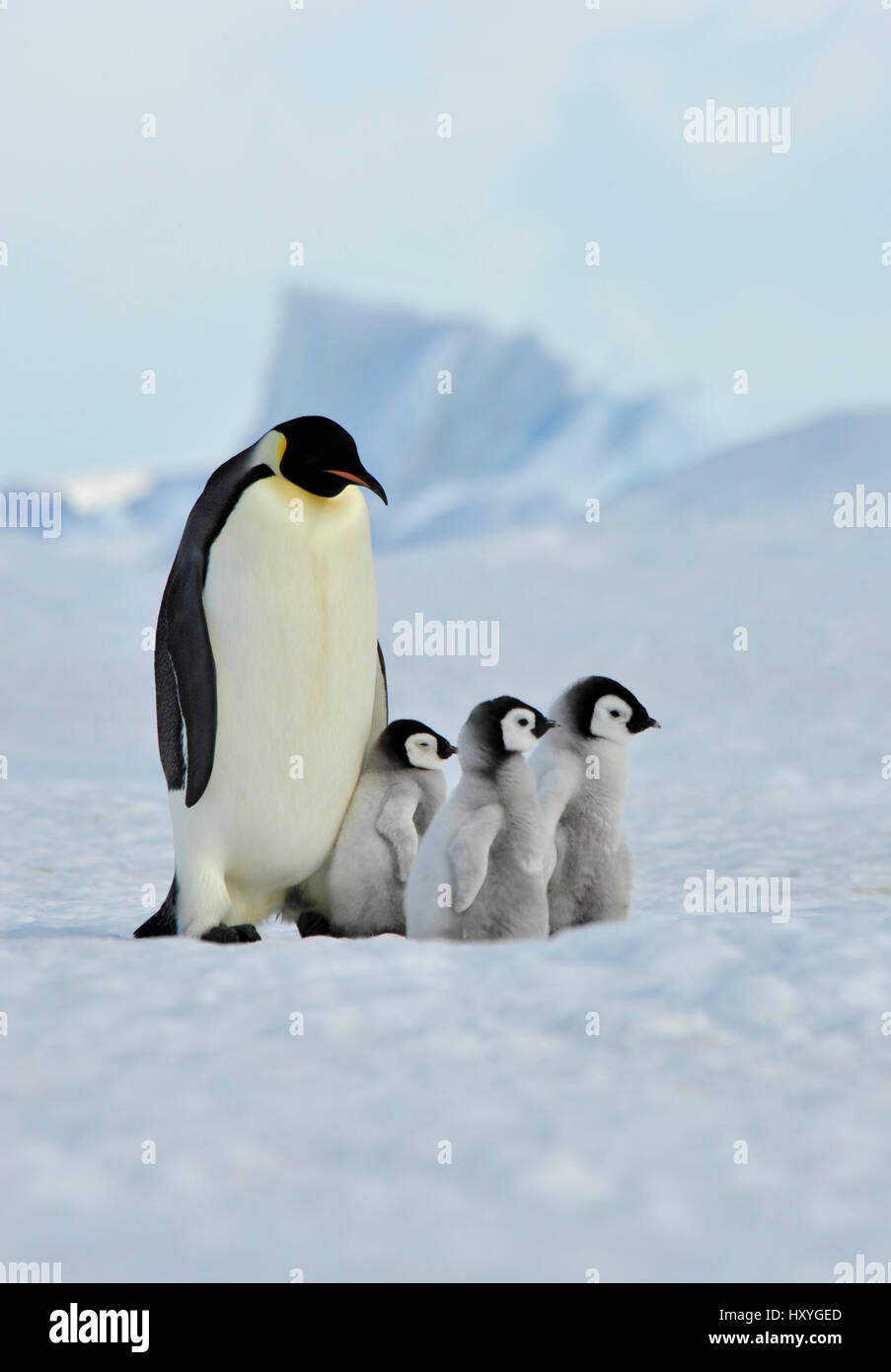 Kaiserpinguine mit Küken Stockfoto