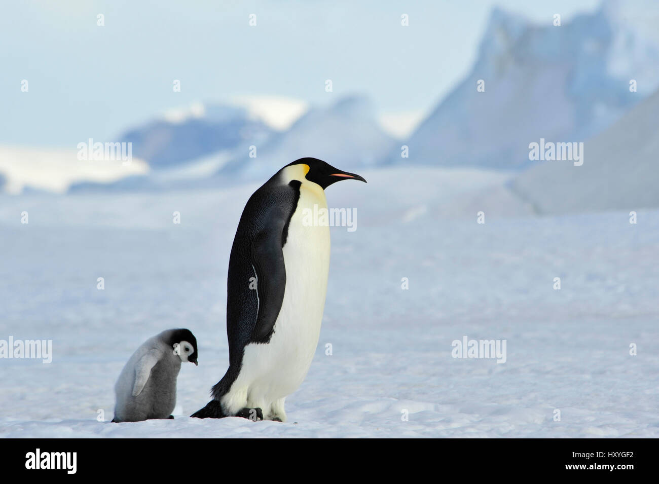 Kaiserpinguine mit Küken Stockfoto
