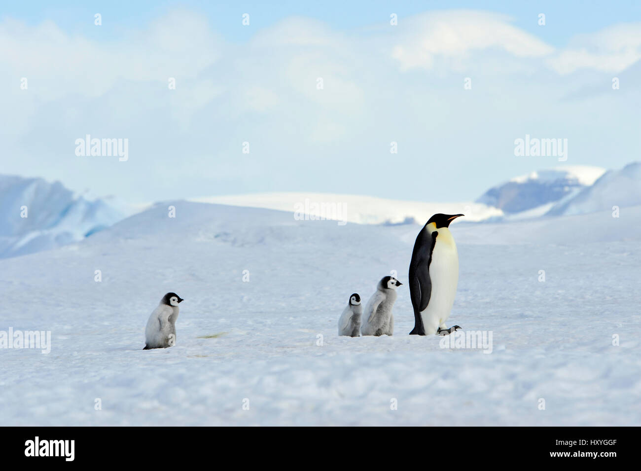 Kaiserpinguine mit Küken Stockfoto