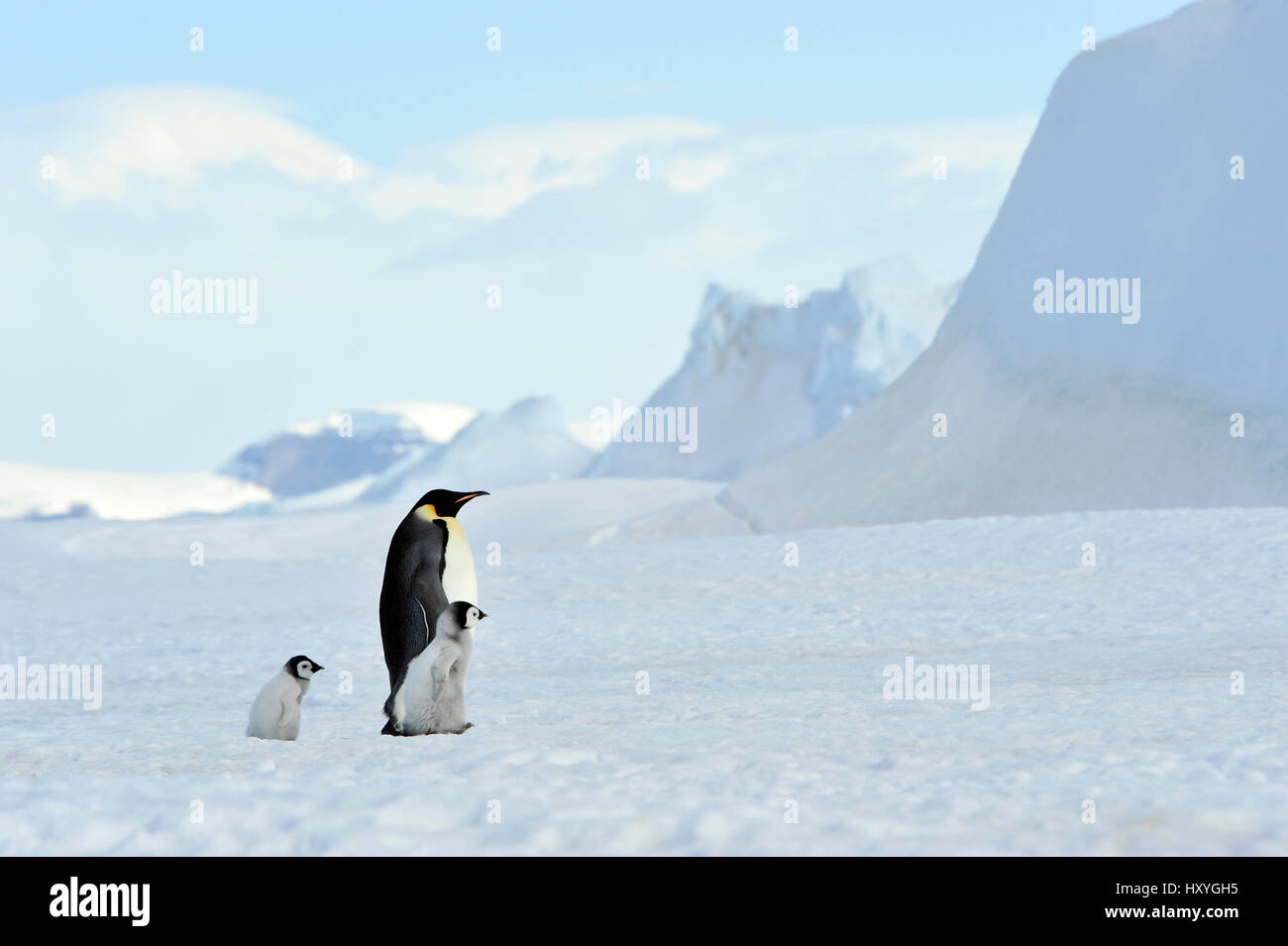 Kaiserpinguine mit Küken Stockfoto