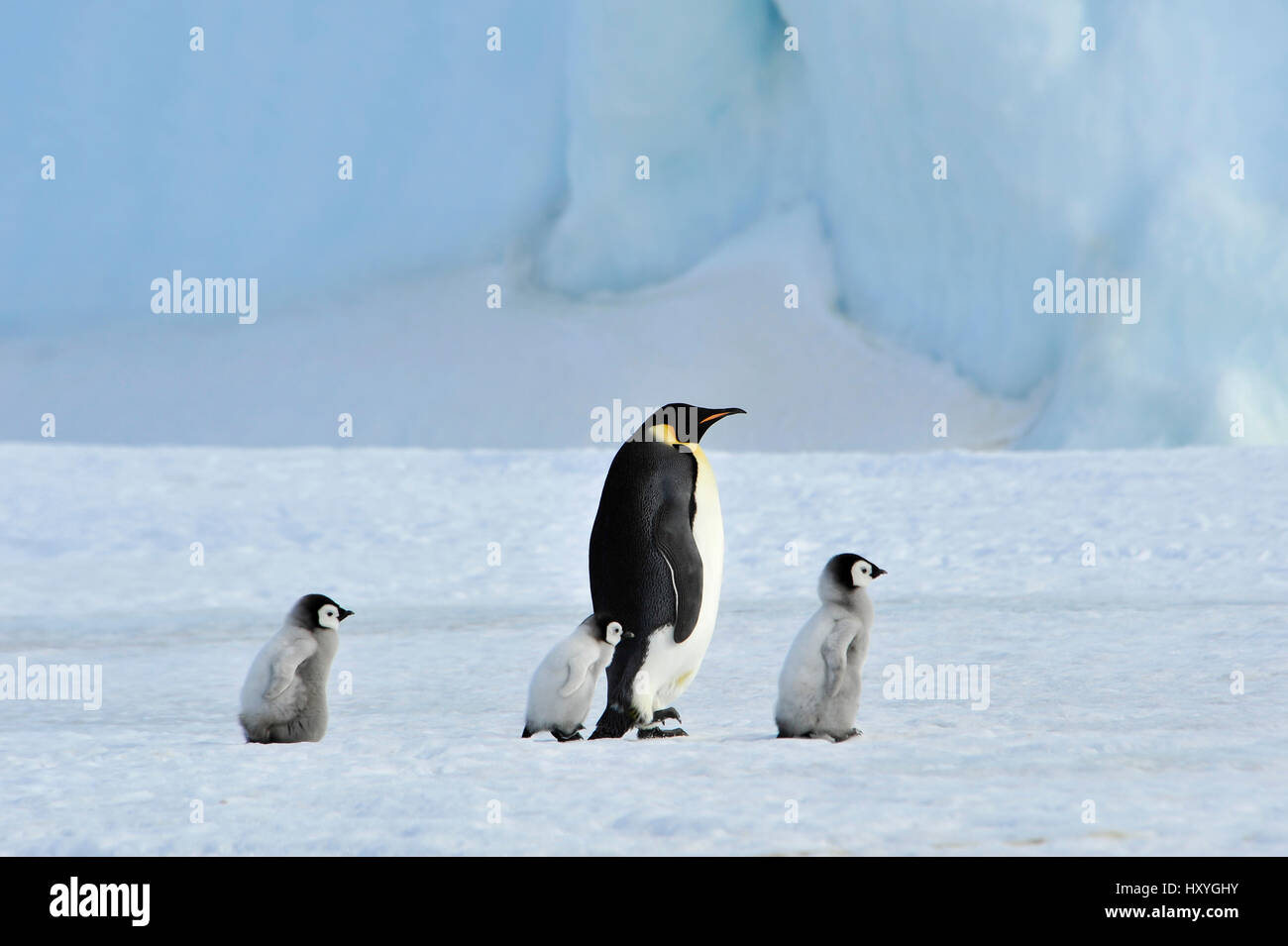 Kaiserpinguine mit Küken Stockfoto
