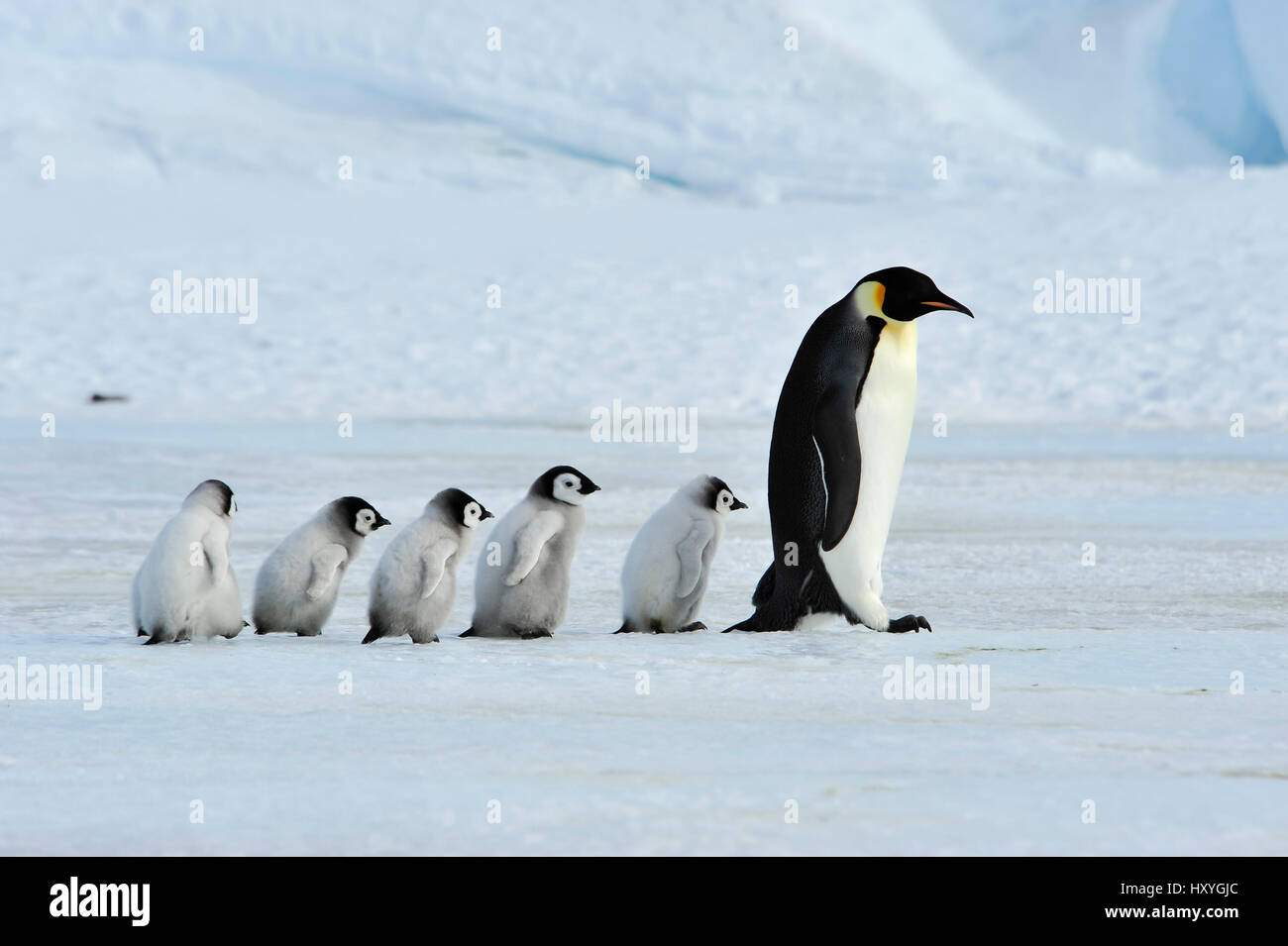 Kaiserpinguine mit Küken Stockfoto