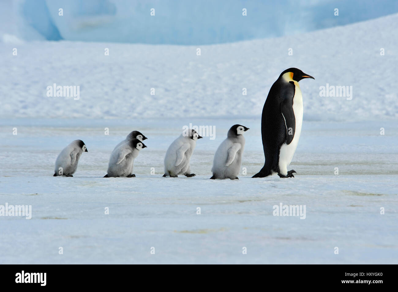 Kaiserpinguine mit Küken Stockfoto
