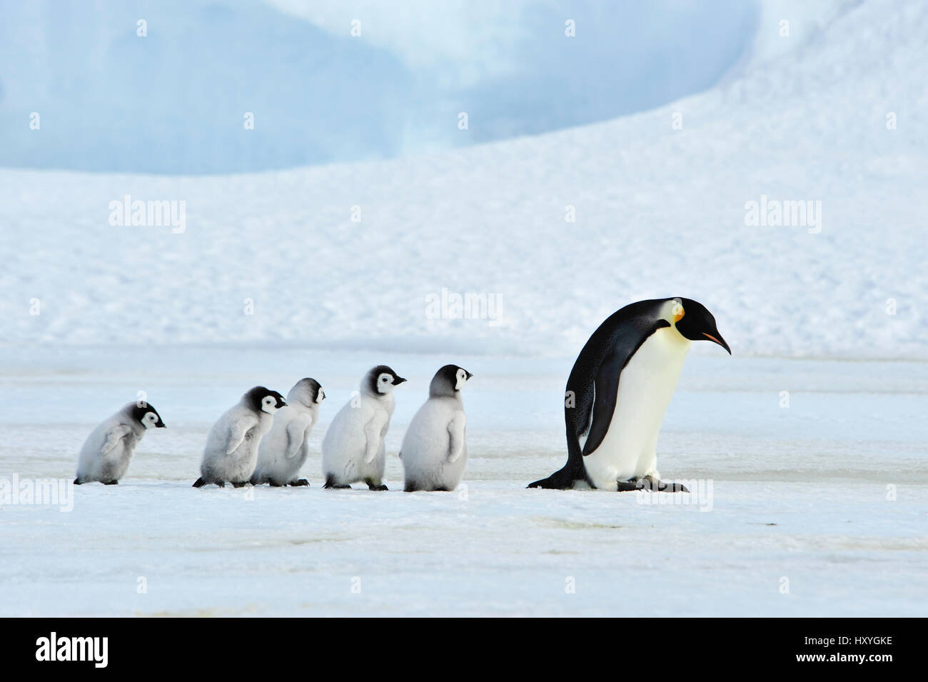 Kaiserpinguine mit Küken Stockfoto