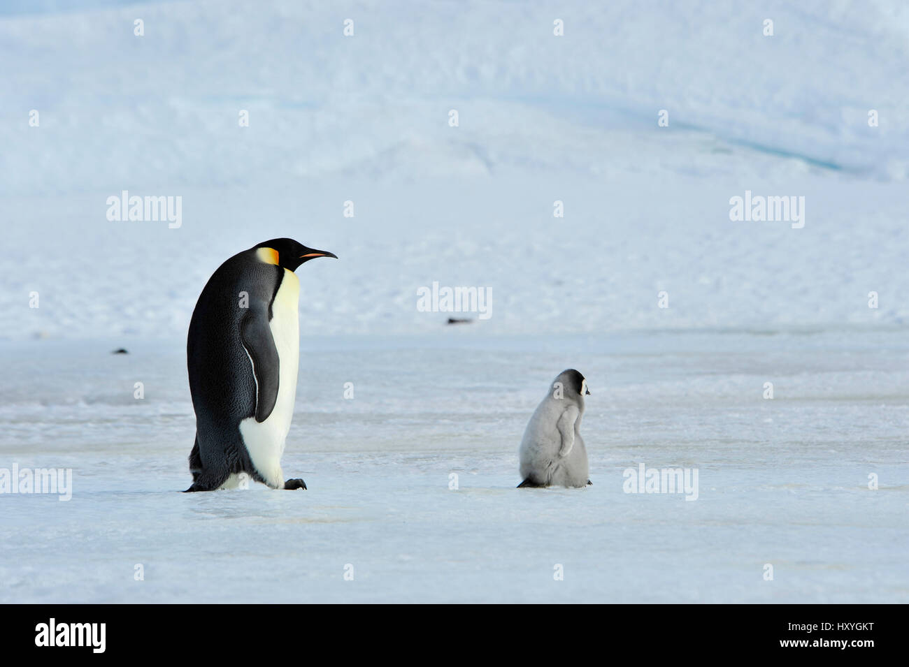 Kaiserpinguine mit Küken Stockfoto