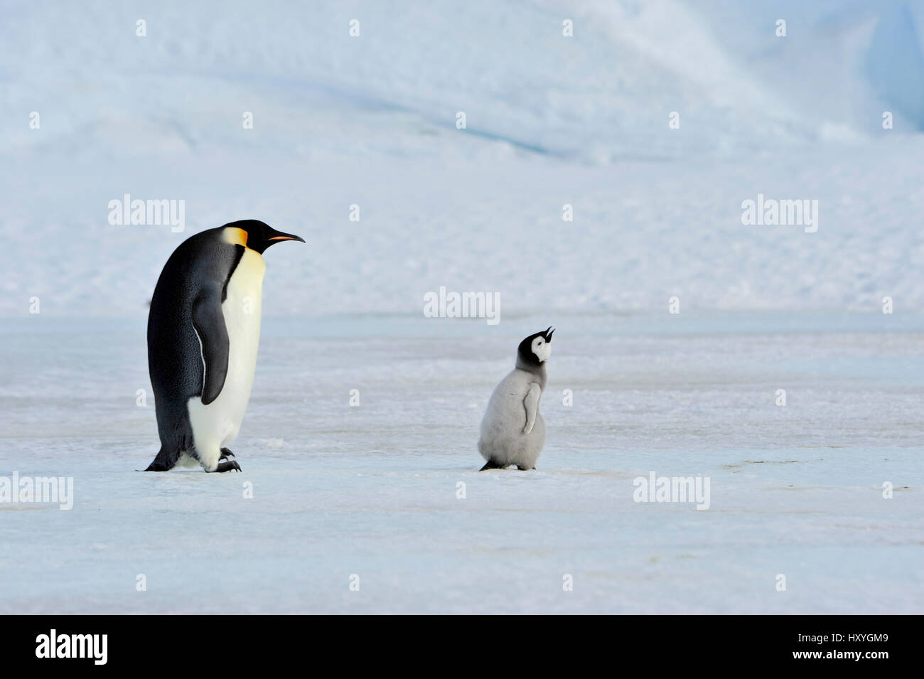 Kaiserpinguine mit Küken Stockfoto