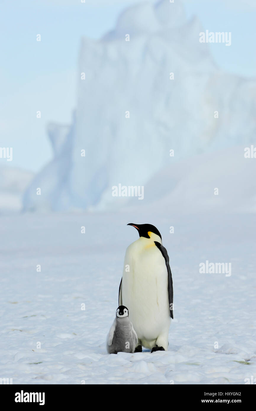 Kaiserpinguine mit Küken Stockfoto