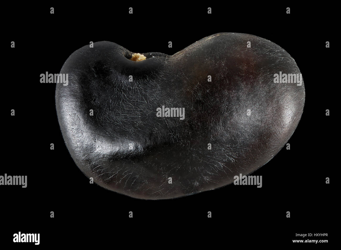 Laburnum Anagyroides, gemeinsame Goldregen, gemeinen Goldregen, Samen, Nahaufnahme, Samen Größe 4-5 mm Stockfoto