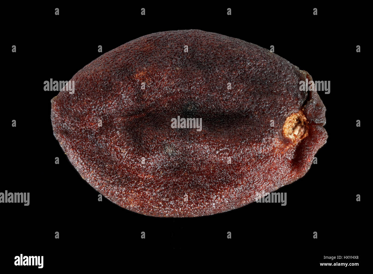 Ligustrum Vulgare, wilde Liguster, gemeinen ausschlagfhige, Samen,  Nahaufnahme, Samen Gre 5-7 mm Stockfotografie - Alamy
