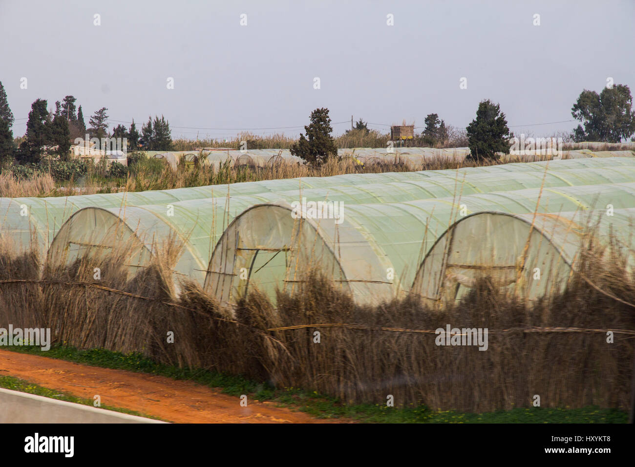 Mit Hilfe von niederländischen Technologie, hat Gewächshausanbau von Gemüse entlang der mediterranen Küste Algeriens gemausert. Stockfoto