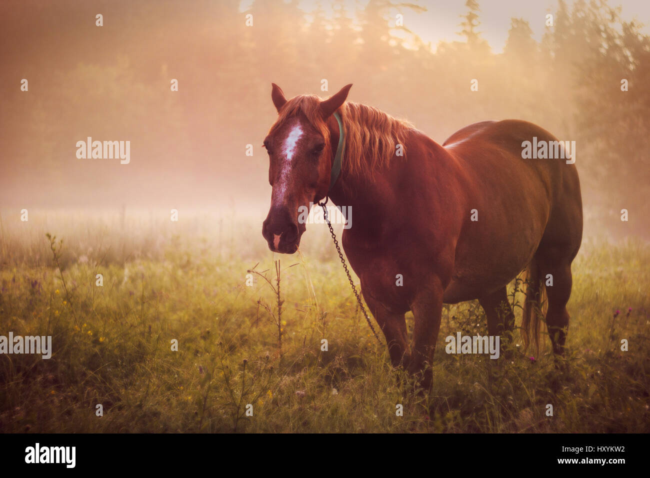 Pferd Weide Nebel Morgentau Herde von Pferden im Morgengrauen in der Sonne. Führer geht zu den anderen Pferden im Hintergrund Nebel Stockfoto