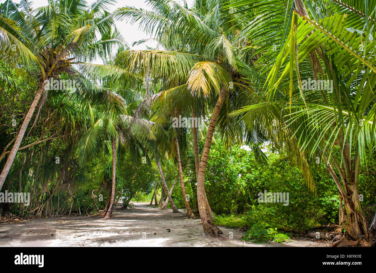 Palmblätter. Tropischer Wald auf der Insel im Indischen Ozean. Wunderschöne Landschaft des feuchten tropischen Dschungel. Bild von einem tropischen Wald-Hintergrund Stockfoto