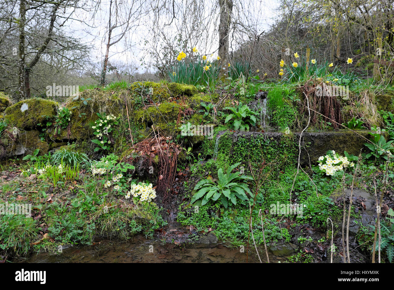Steingarten im Frhjahr mit Wassertrog, Farne, Polyanthus, Narzissen in  Carmarthenshire Wales UK KATHY DEWITT Stockfotografie - Alamy