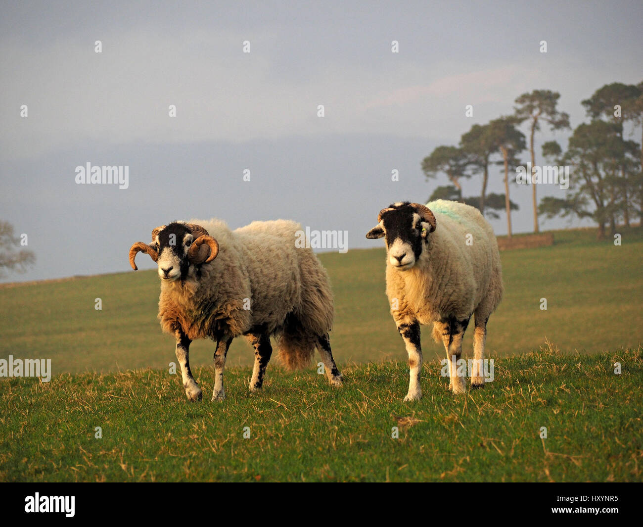 Swaledale Ram oder Tup mit großen geschweiften Hörnern auf Bauernhof in Cumbria mit Ewe neben und Baumbestand im Hintergrund Stockfoto