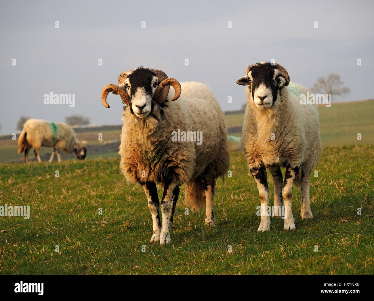 Swaledale Ram oder Tup mit großen geschweiften Hörnern auf Bauernhof in Cumbria mit Ewe neben und Felder und Bäume im Hintergrund Stockfoto