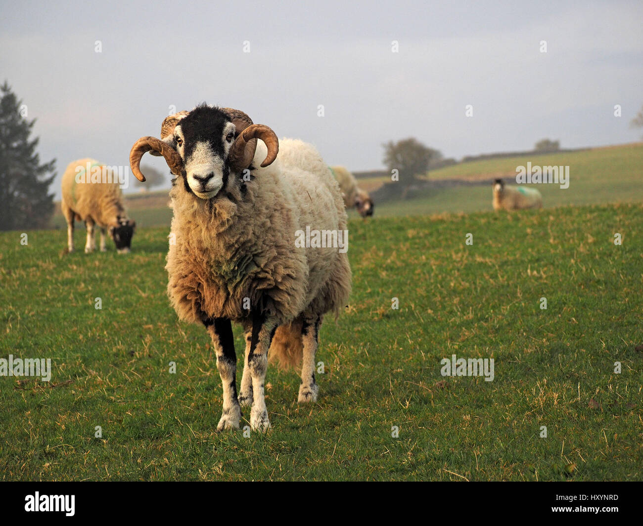 feine Swaledale Ram oder Tup mit langen lockigen Hörnern auf Bauernhof in Cumbria mit Skyline von Mutterschafe Felder und Bäume im Hintergrund Stockfoto