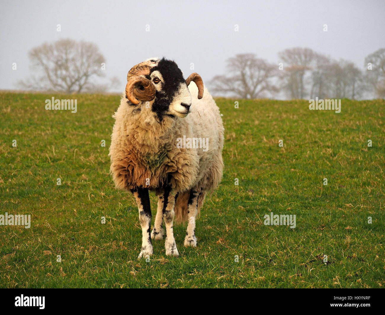 feine Swaledale Ram oder Tup mit langen lockigen Hörnern auf Bauernhof in Cumbria mit Skyline und Bäume im Hintergrund Stockfoto