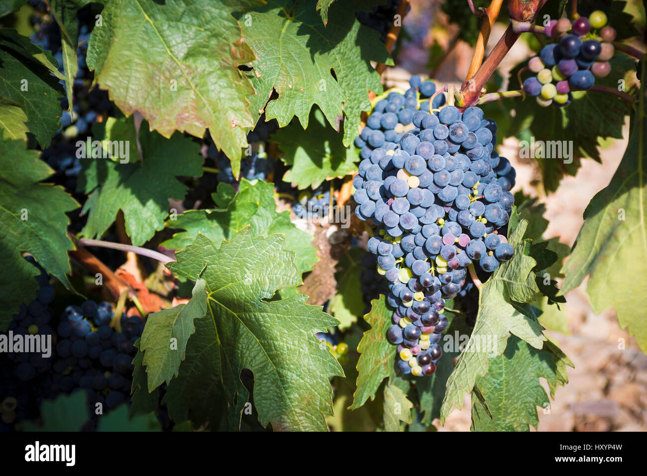 Große Trauben, Rotwein, Trauben aus einem alten Rebe hängen. La Rioja,  Spanien, Europa Stockfotografie - Alamy