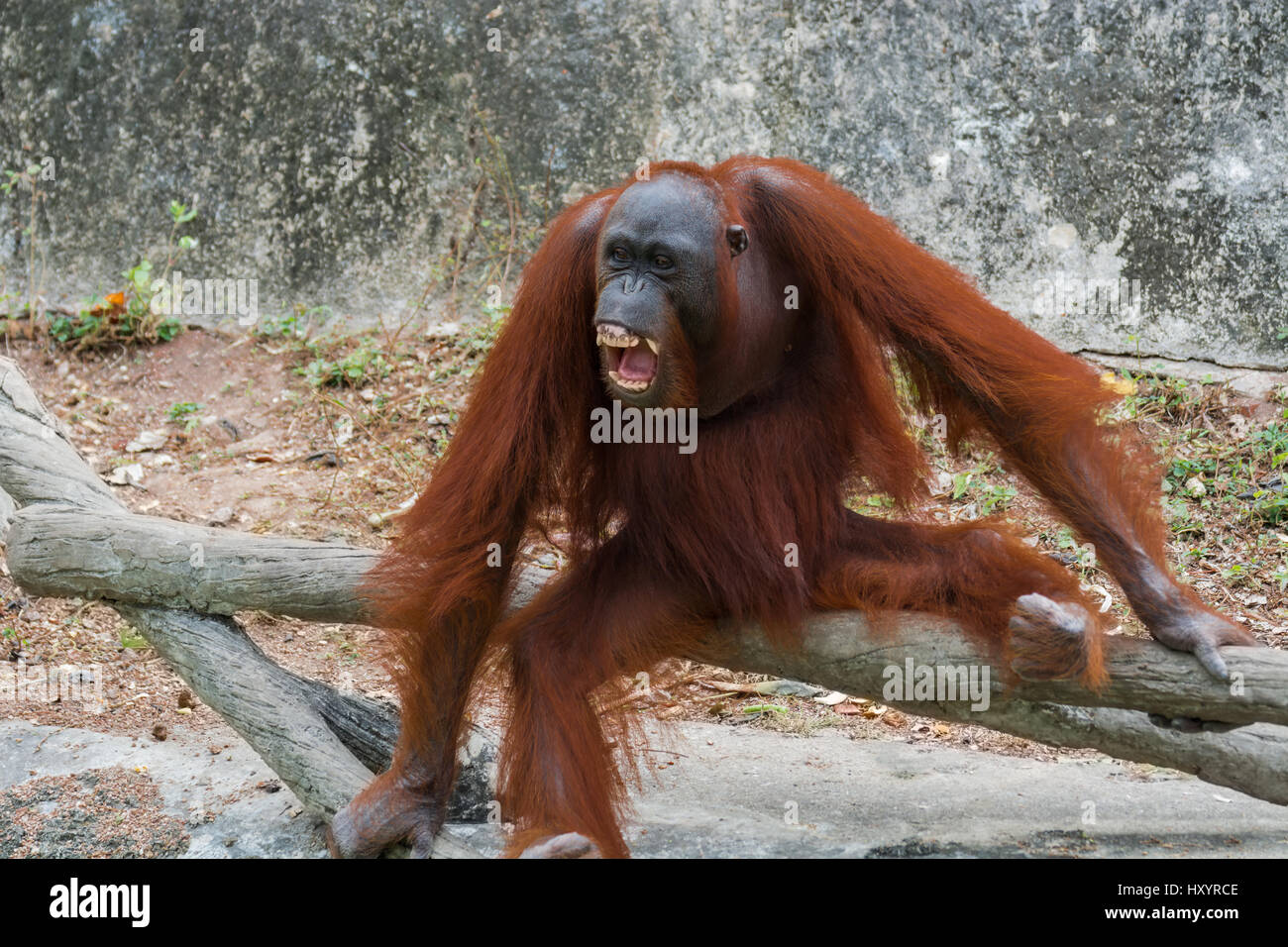 Orang-Utan mit offen Mund zeigen Eckzähne. Stockfoto