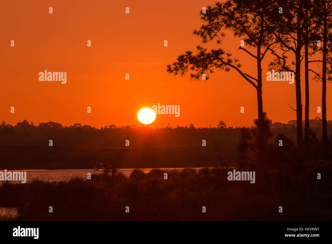 Silhouette der Kiefer in der großen Sonne. Stockfoto