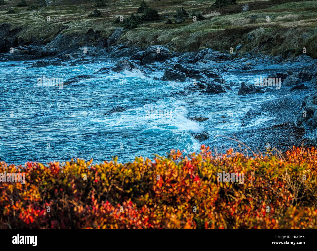 Stürmischer See auf Felsen off Küste von Neufundland mit Herbstfarben auf Vordergrund Büsche Stockfoto