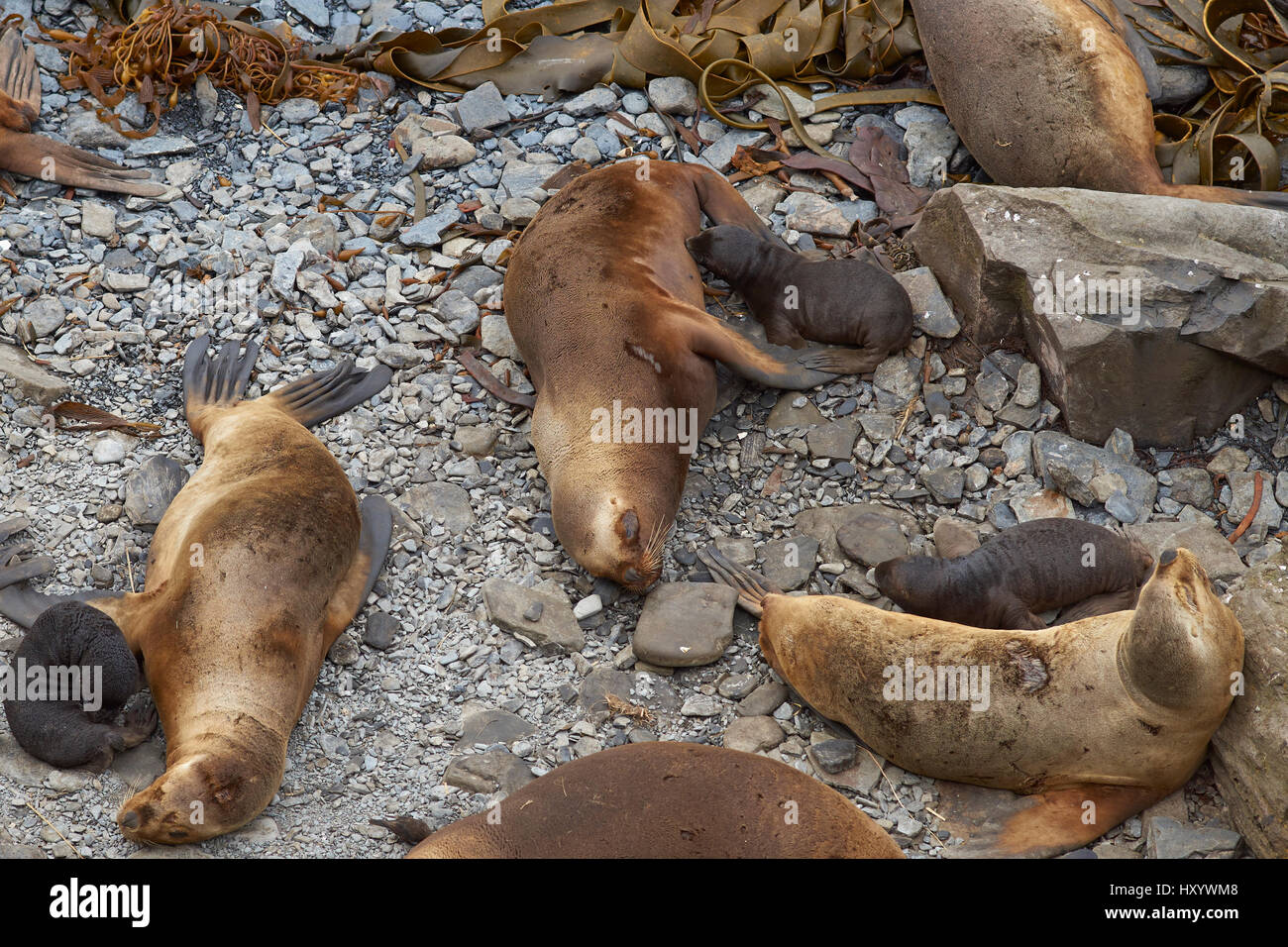 Weibliche Südliche Seelöwen (Otaria Flavescens) mit neuen Welpen auf der Küste von Seelöwe-Insel auf den Falklandinseln. Stockfoto