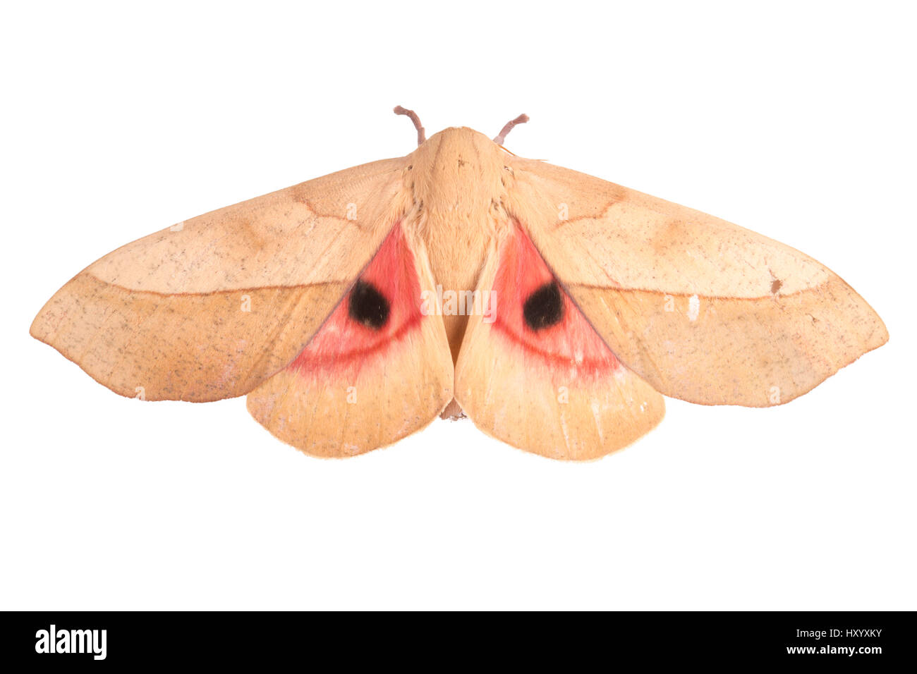 Folge 2 von 2 Saturniid Motte (Saturniidae) Flügel öffnen mit Augenflecken, um Feinde abzuschrecken. Cordillera De Talamanca Range, Costa Rica. Stockfoto