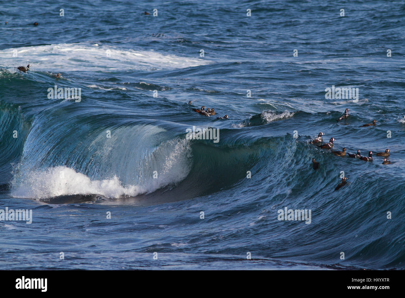 Harlekin-Enten (Histrionicus Histrionicus) im Atlantik vor der Küste schwimmen. Beavertail Staatspark, Jamestown, Rhode Island, USA. Januar. Stockfoto