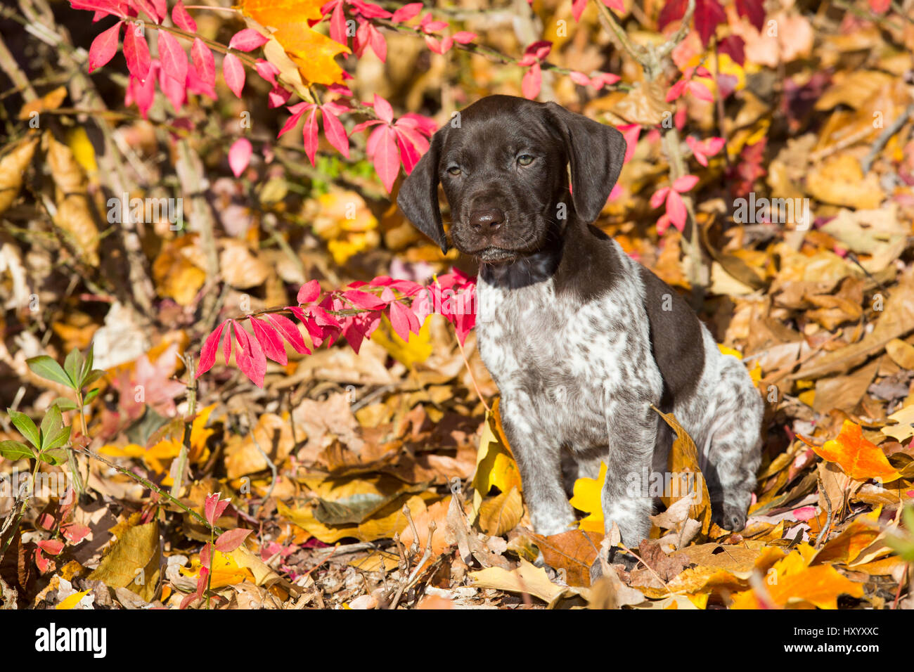 Porträt von inländischen Deutscher Kurzhaariger Vorstehhund Welpen im Herbst. Pomfret, Connecticut, USA. Oktober. Stockfoto