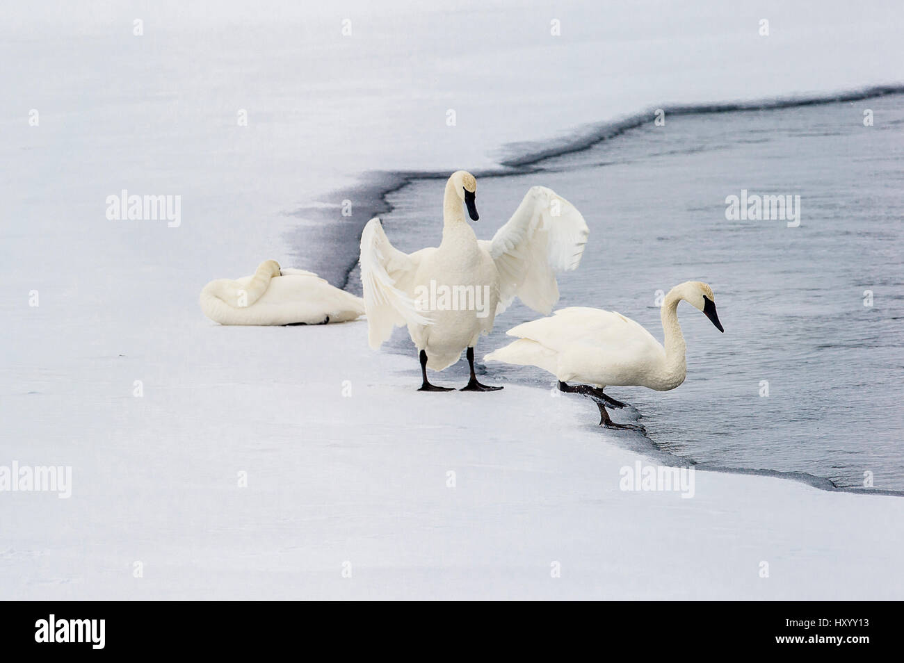 Trumpeter Schwäne (Cygnus Buccinator) am Rand des Upper Yellowstone River. Hayden Valley, Yellowstone-Nationalpark, Wyoming, USA. Januar. Stockfoto