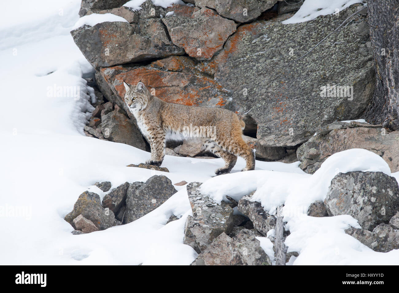 Nordamerikanische Rotluchs (Lynx Rufus). Madison River Valley, Yellowstone-Nationalpark, Wyoming, USA. Januar. Stockfoto