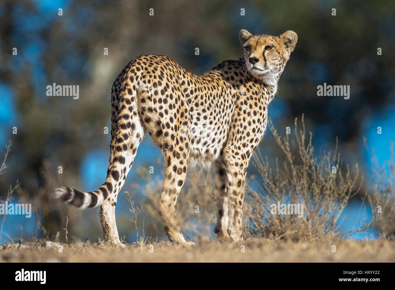 Gepard (Acinonyx Jubatus) weiblich Gebiet patrouillieren. Lange Rinne, Ngorongoro Conservation Area, Tansania. April. Stockfoto