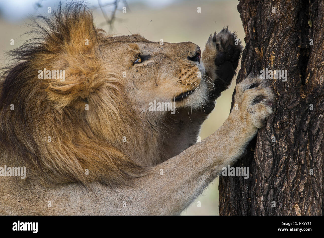 Männlichen Afrikanische Löwen (Panthera Leo) kratzen Baum am großen Moor, Nogorongoro Conservation Area / Serengeti Nationalpark, Tansania. März. Stockfoto