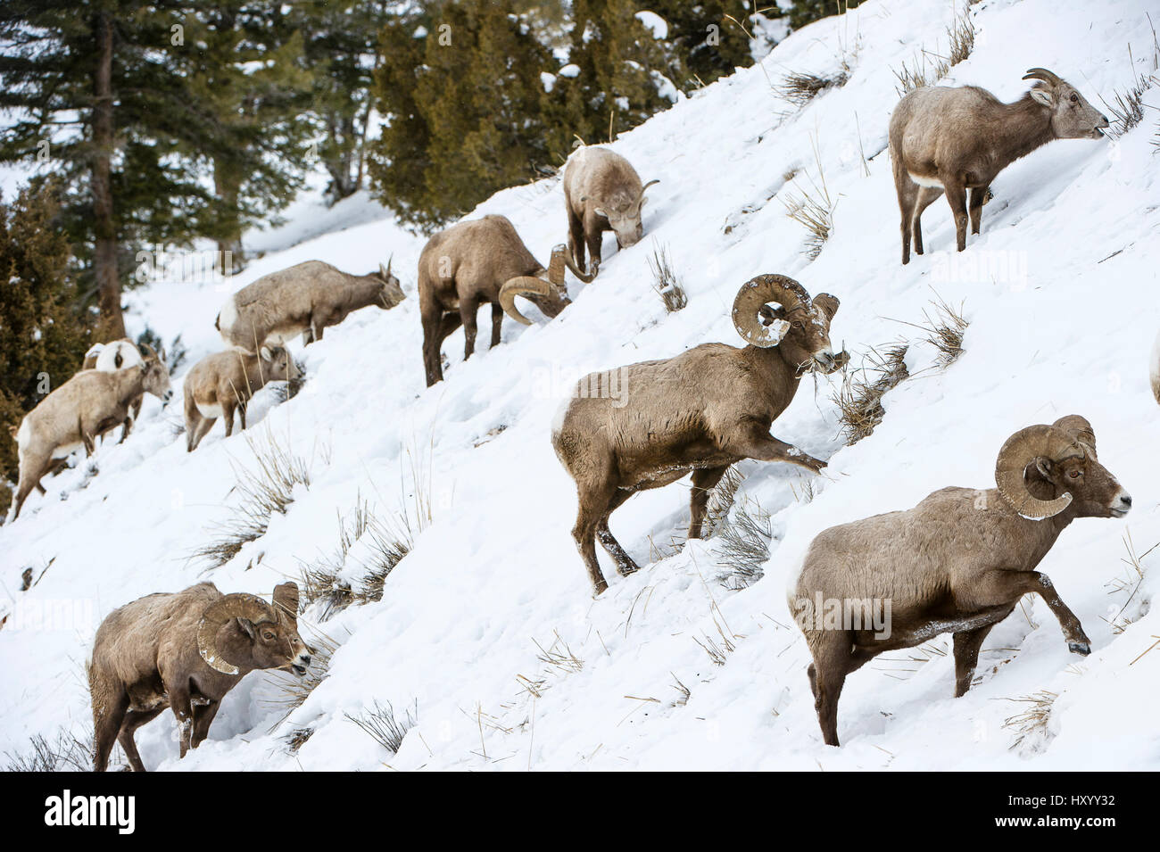 Rocky Mountain Dickhornschaf (Ovis Canadensis Canadensis) auf der Suche nach Weideland unter tiefem Schnee. Lamar Valley, Yellowstone-Nationalpark, Wyoming, USA. Januar. Stockfoto